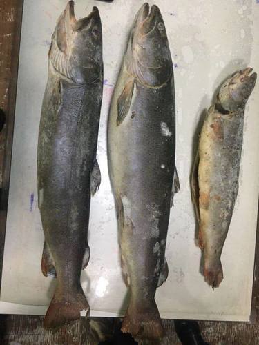 Халиун бугын чив, тул загас тээвэрлэж явсныг илрүүлжээ